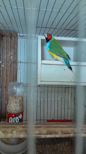 পূর্ণবয়স্ক গোল্ডিয়ান ফিঞ্চ পুরুষ