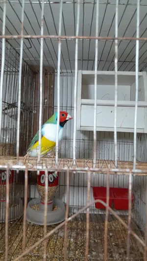 পূর্ণবয়স্ক গোল্ডিয়ান ফিঞ্চ পুরুষ