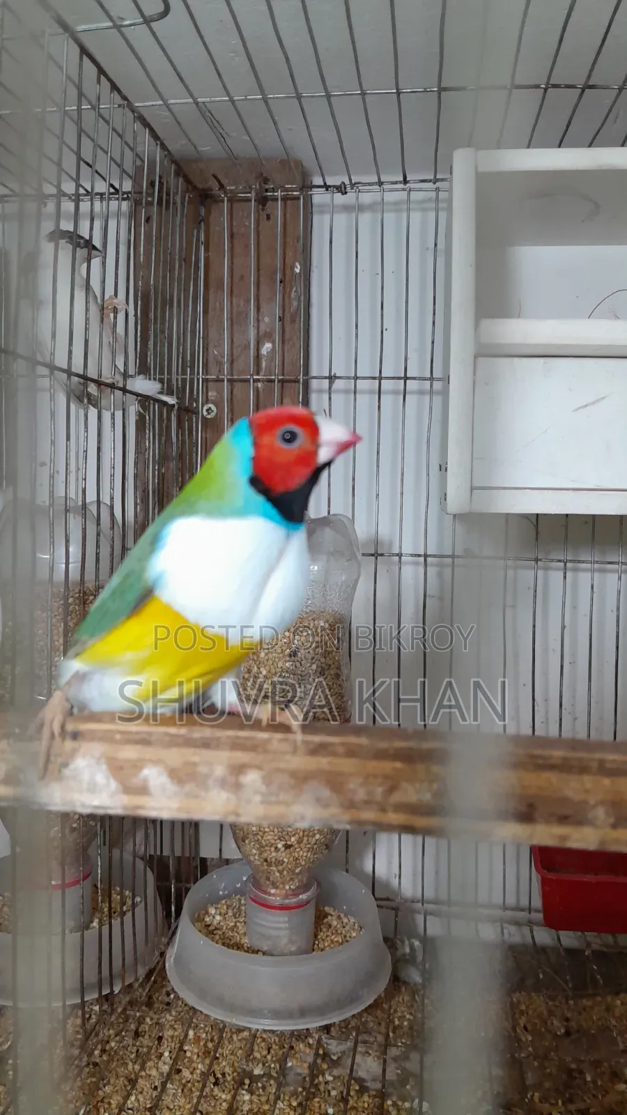 পূর্ণবয়স্ক গোল্ডিয়ান ফিঞ্চ পুরুষ
