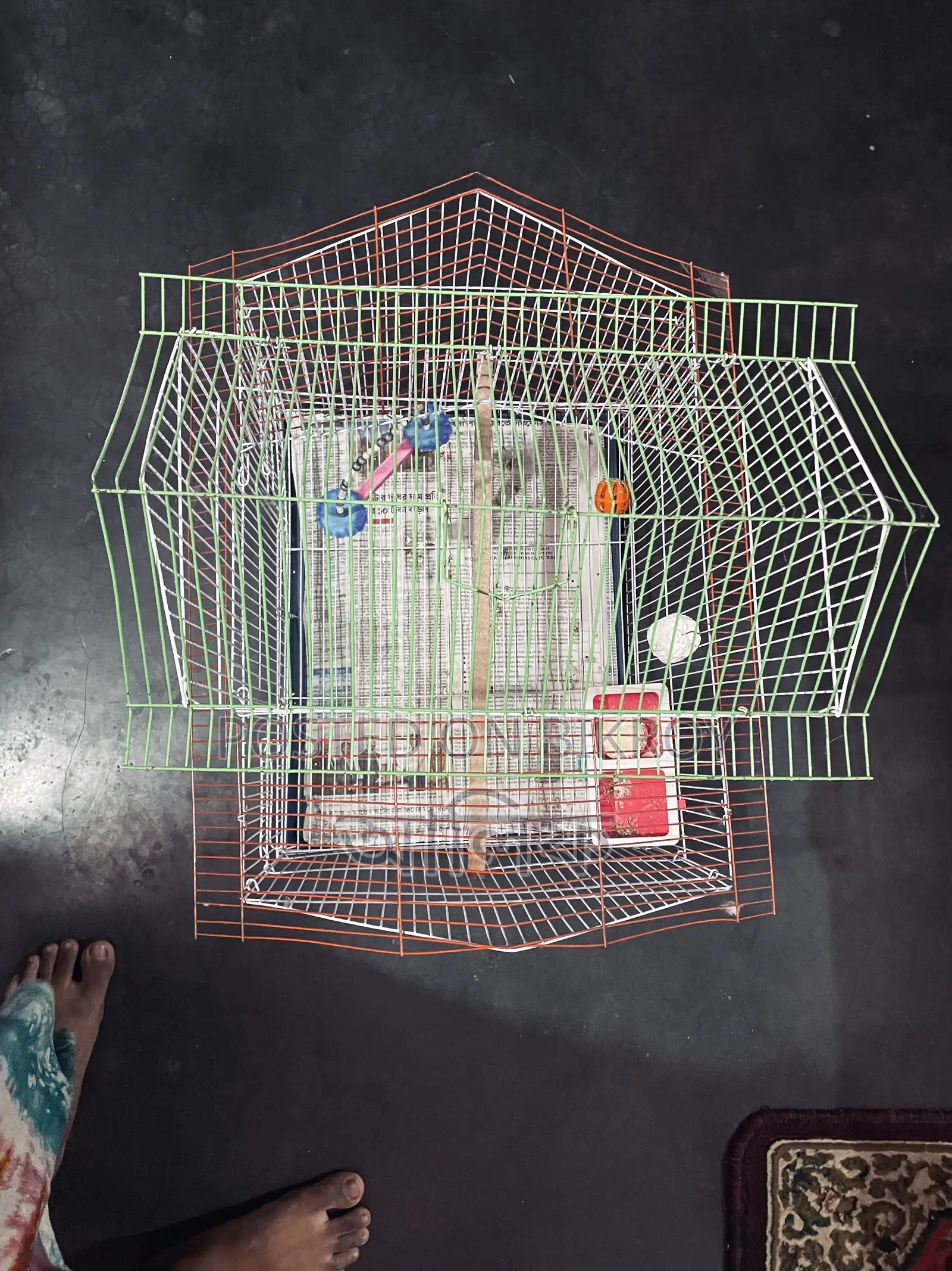 পাখির খাচা নতুন ৬ দিন হলো কিনসি