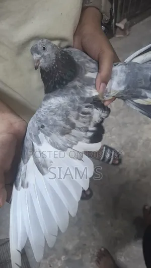 Pigeon Kobutor Madi