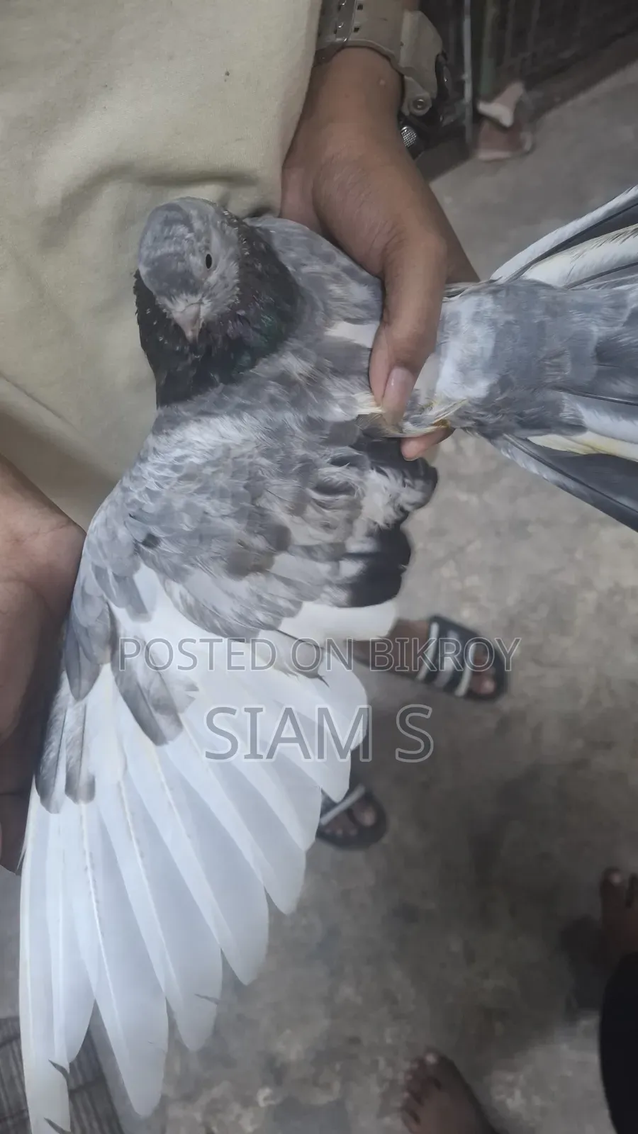 Pigeon Kobutor Madi