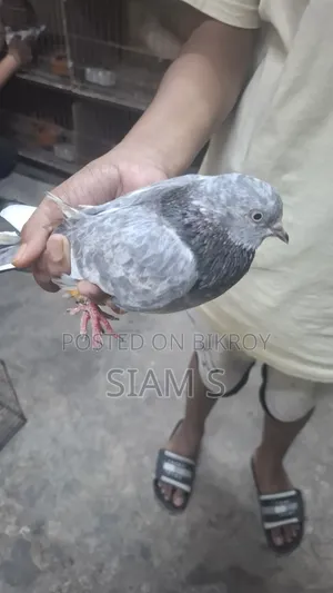 Pigeon Kobutor Madi