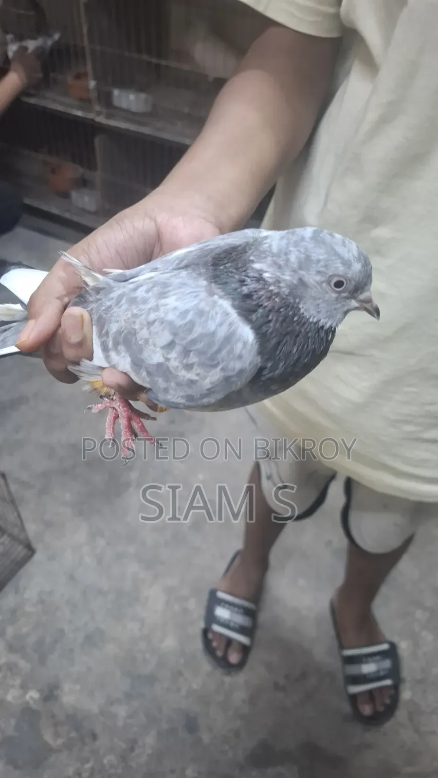 Pigeon Kobutor Madi