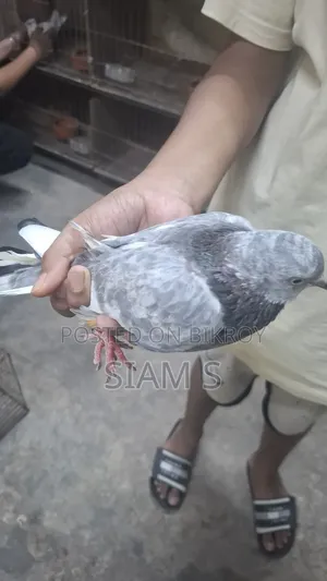 Pigeon Kobutor Madi
