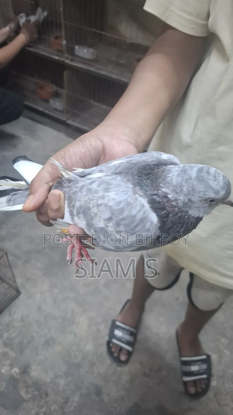 Pigeon Kobutor Madi