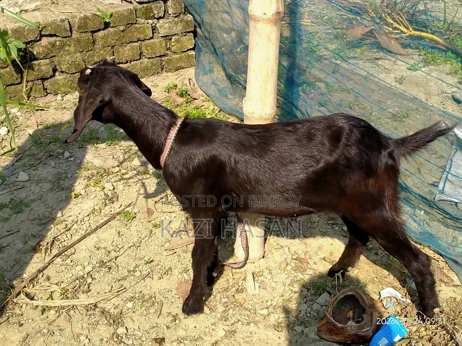 A goat will be sold