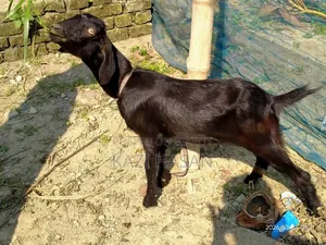 A goat will be sold