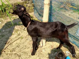 A goat will be sold