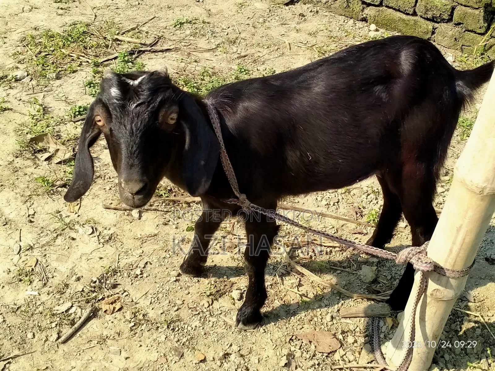 A goat will be sold