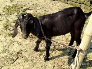 A goat will be sold