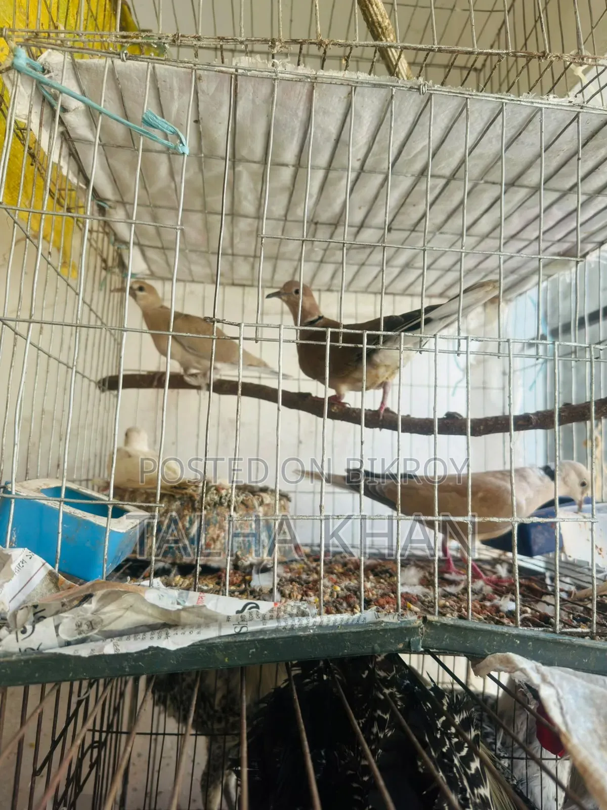 Running Dove pair with two chicks and cage.