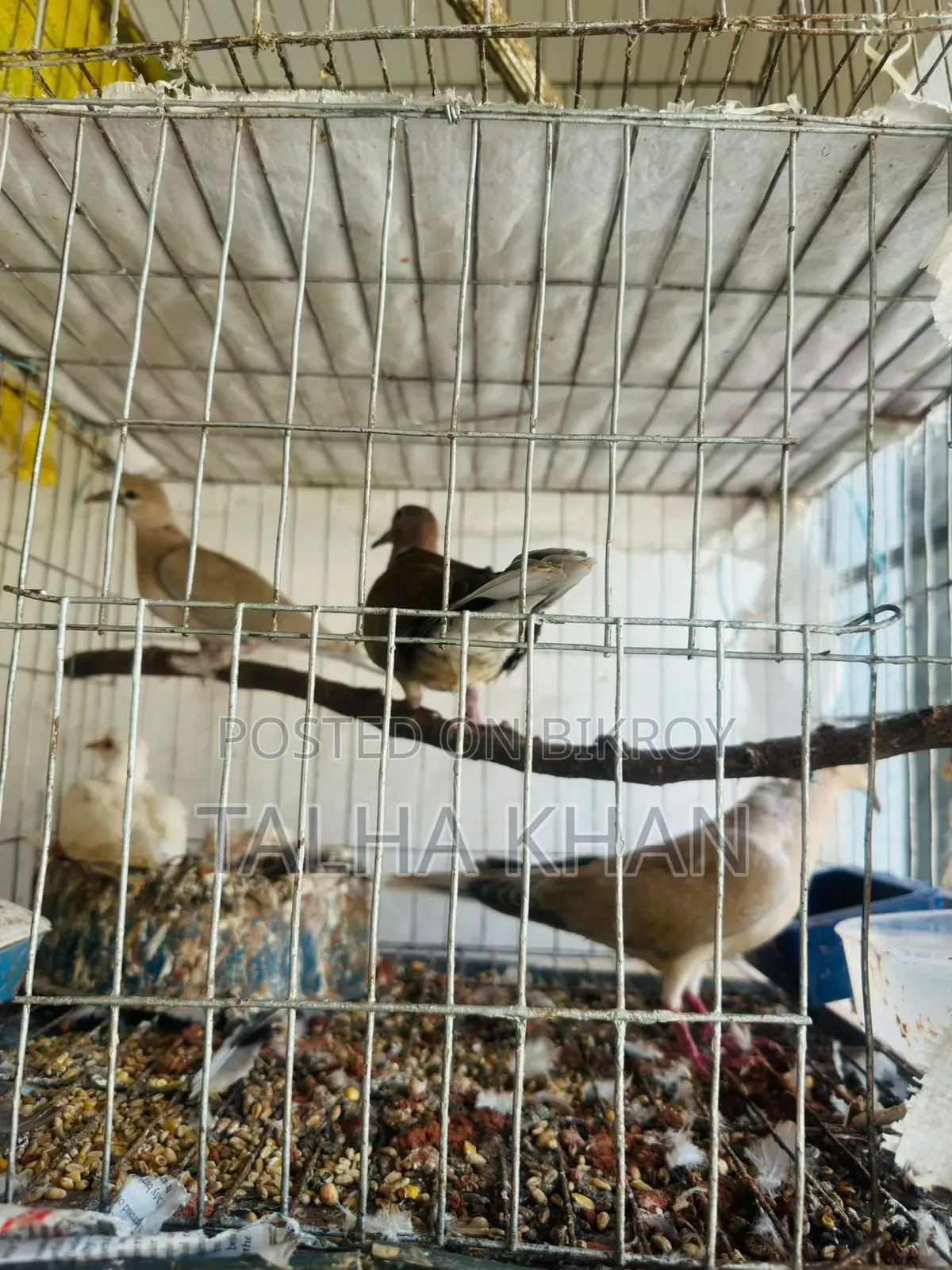 Running Dove pair with two chicks and cage.