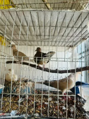 Running Dove pair with two chicks and cage.