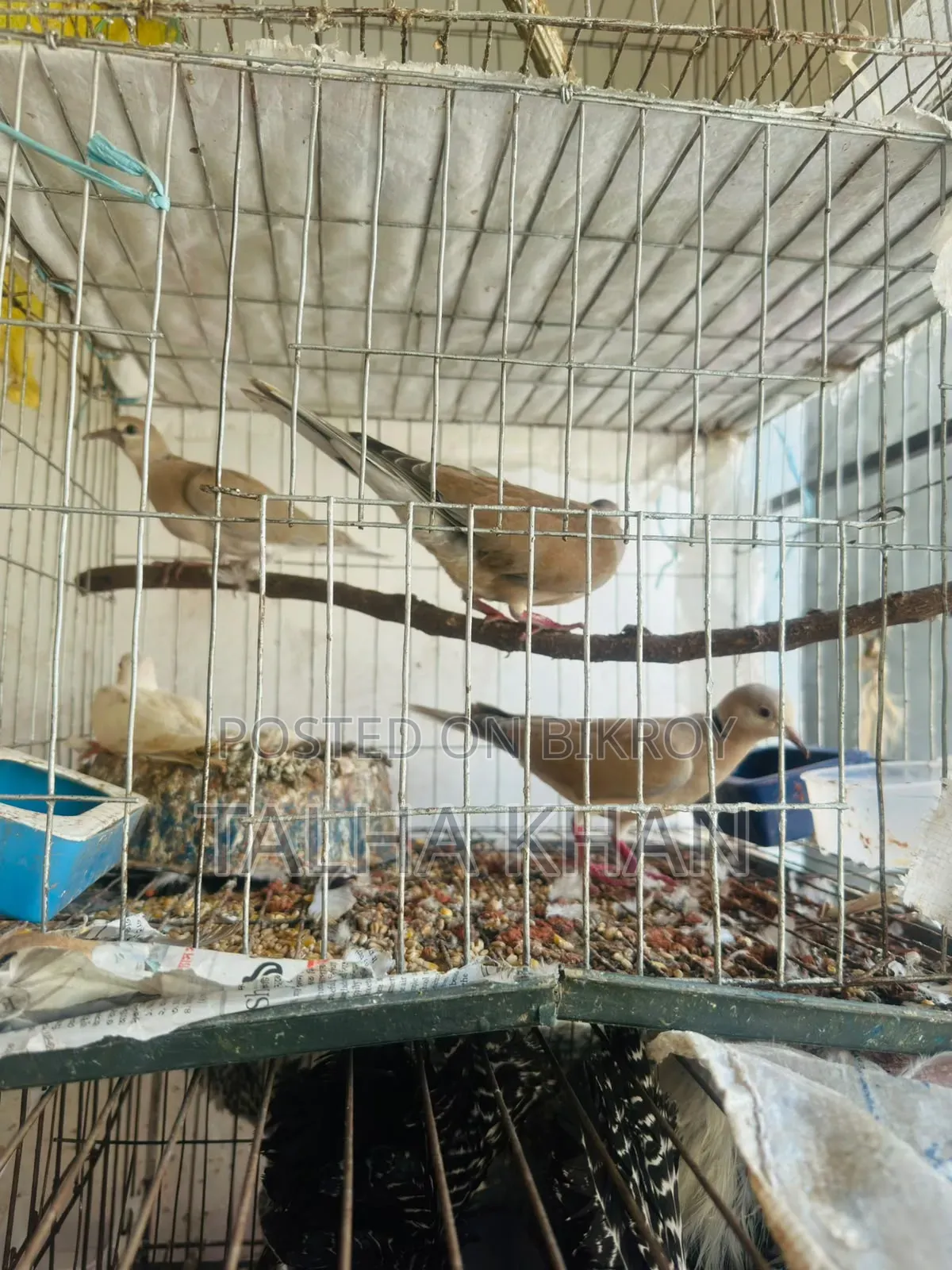 Running Dove pair with two chicks and cage.