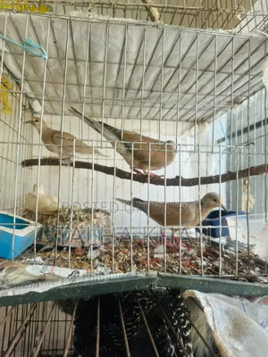 Running Dove pair with two chicks and cage.