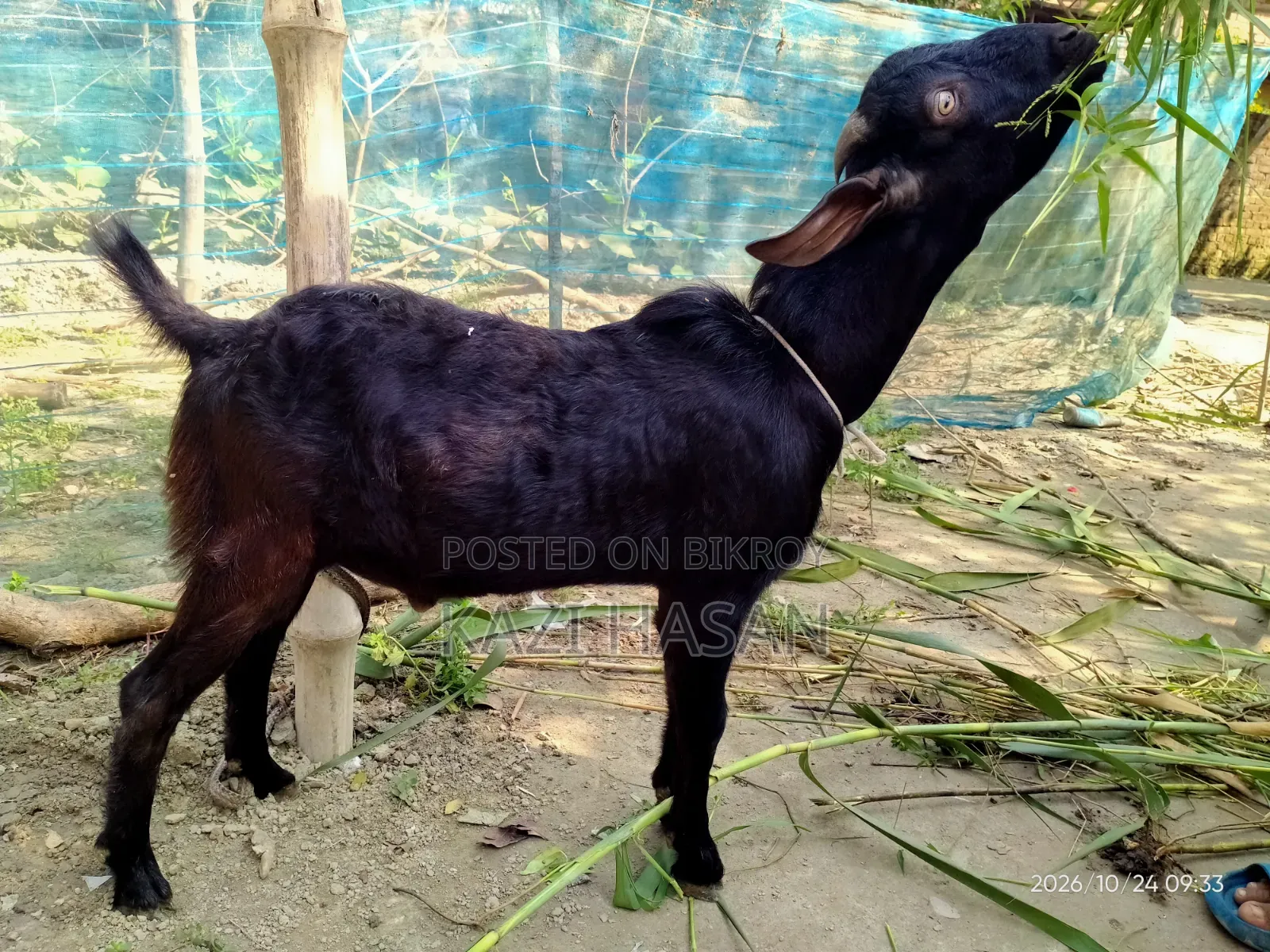 A male goat will be sold