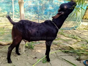 A male goat will be sold
