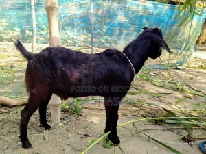 A male goat will be sold