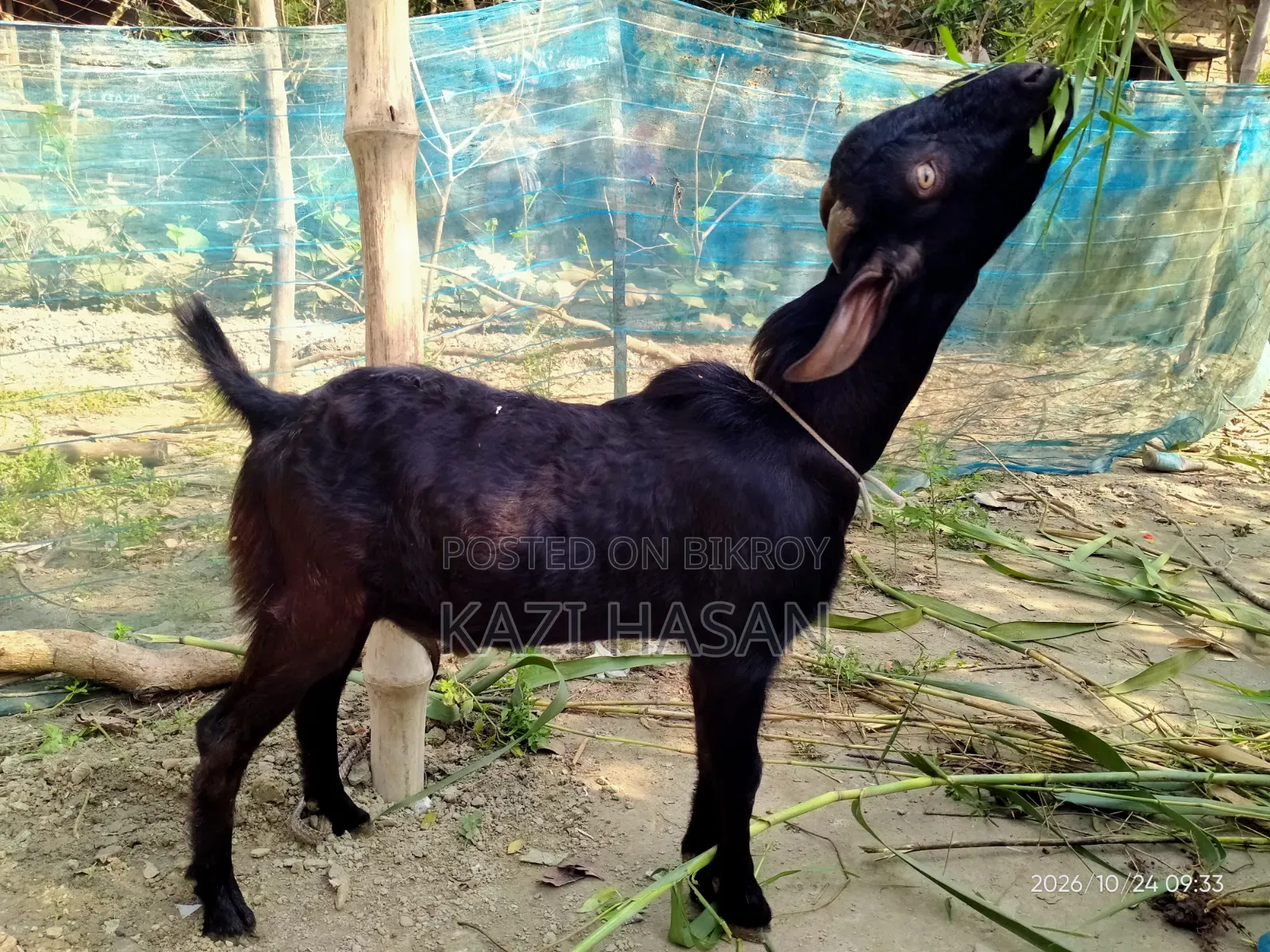 A male goat will be sold