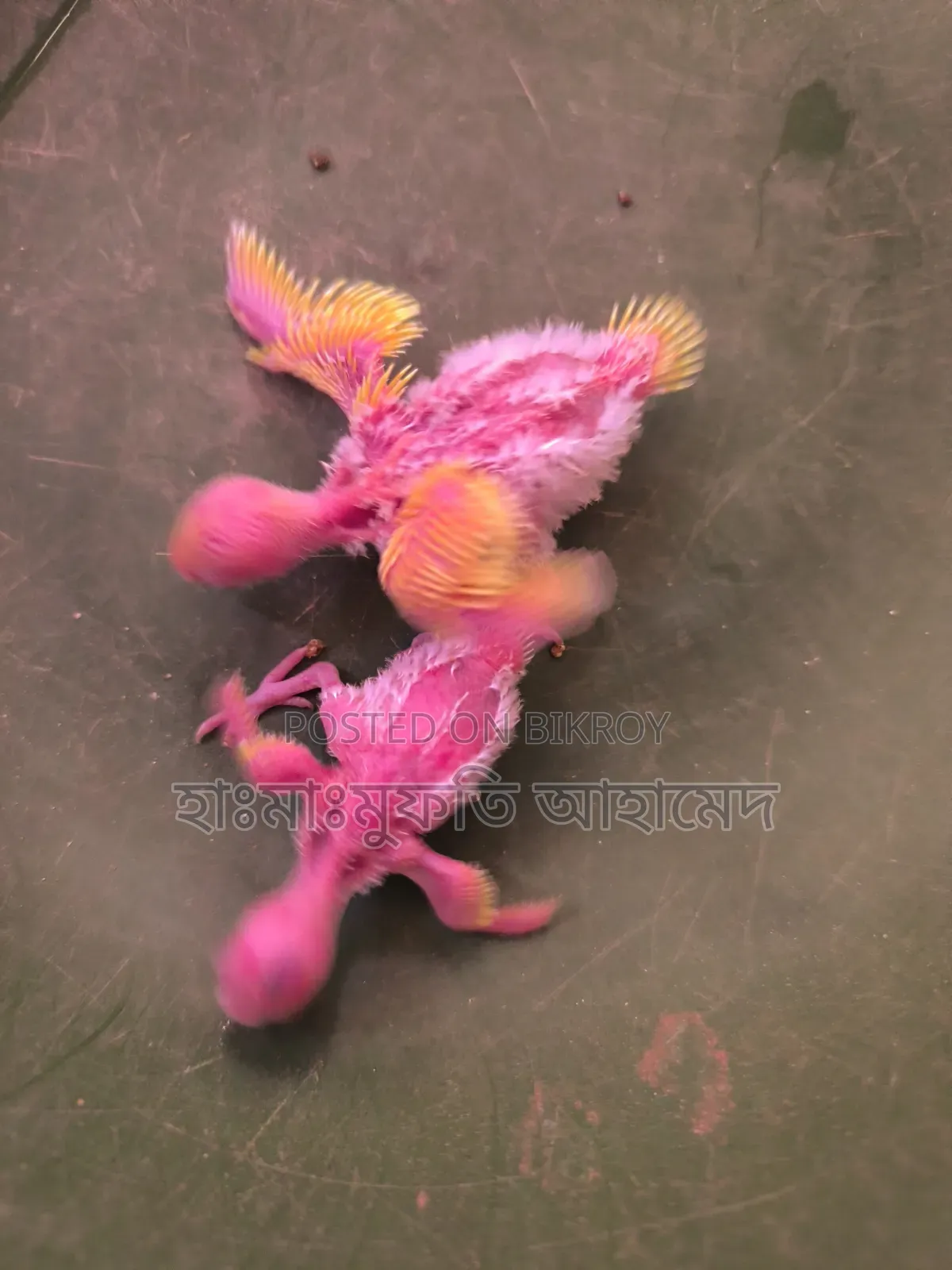 কিছু লুটিনো রেড আই বাজিগর পাখি বিক্রি করা হবে