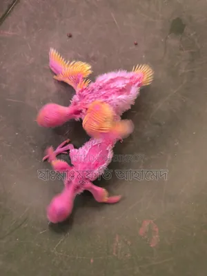 কিছু লুটিনো রেড আই বাজিগর পাখি বিক্রি করা হবে