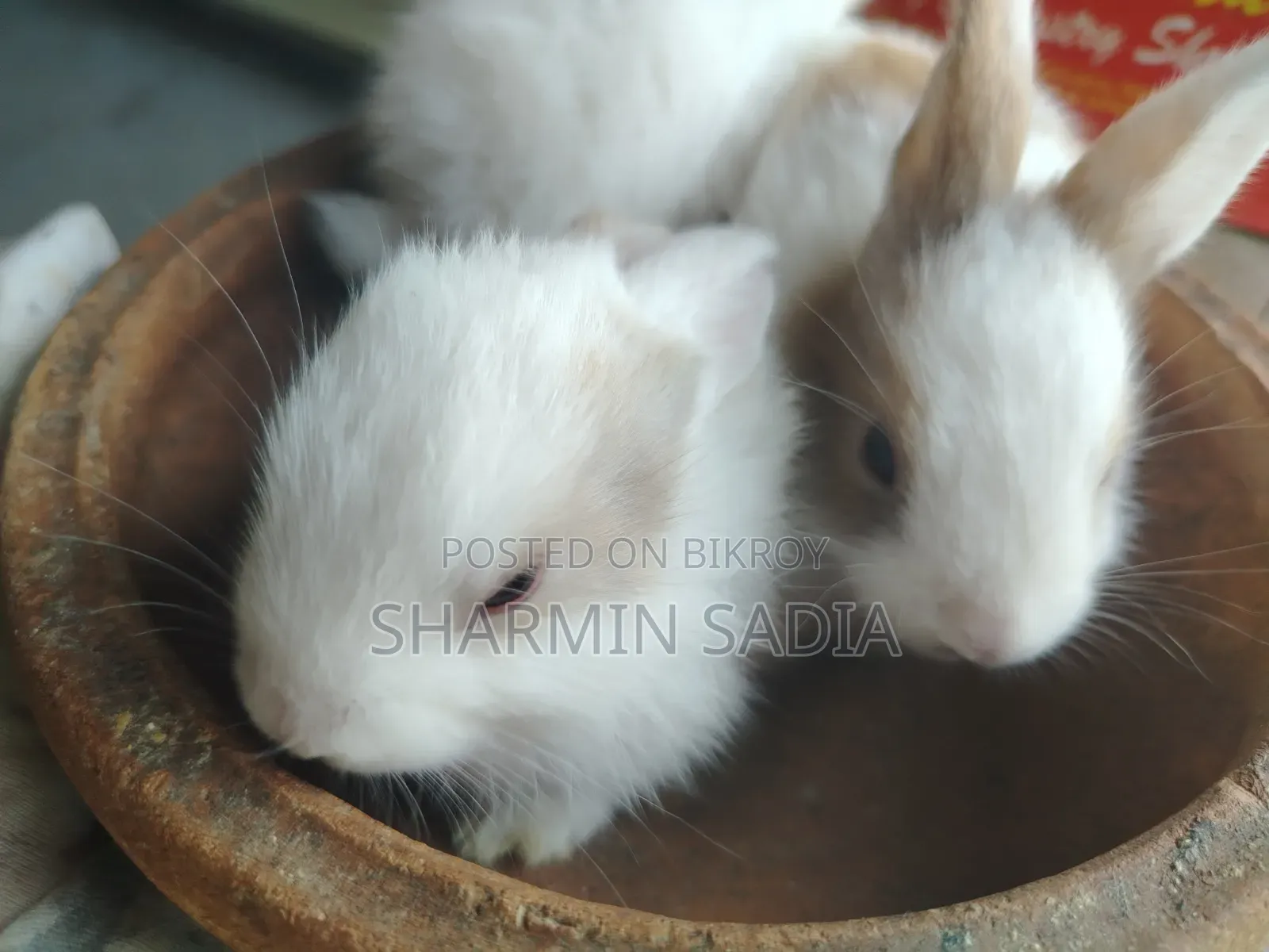 খরগোশের বাচ্চা