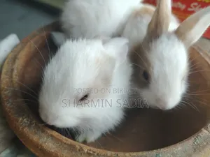 খরগোশের বাচ্চা