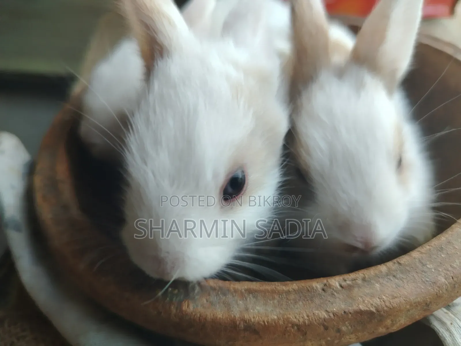 খরগোশের বাচ্চা