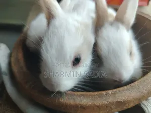 খরগোশের বাচ্চা