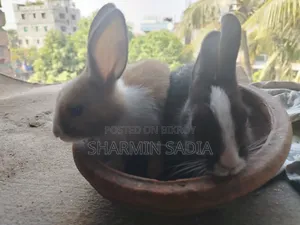 খরগোশের বাচ্চা