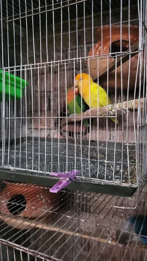 Lovebird pair
