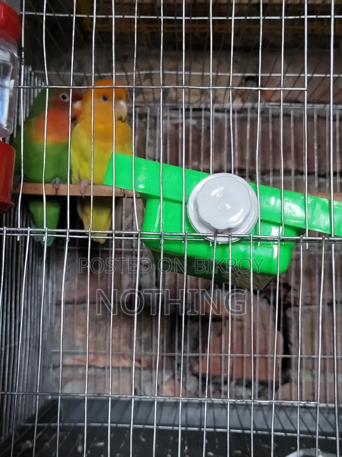 Lovebird pair