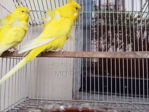 JP Red Eye Pair