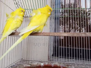 JP Red Eye Pair