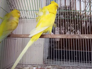 JP Red Eye Pair