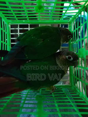 গ্রিন চেক কনুর