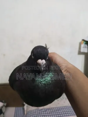 একজোড়া ব্ল্যাক হোমার