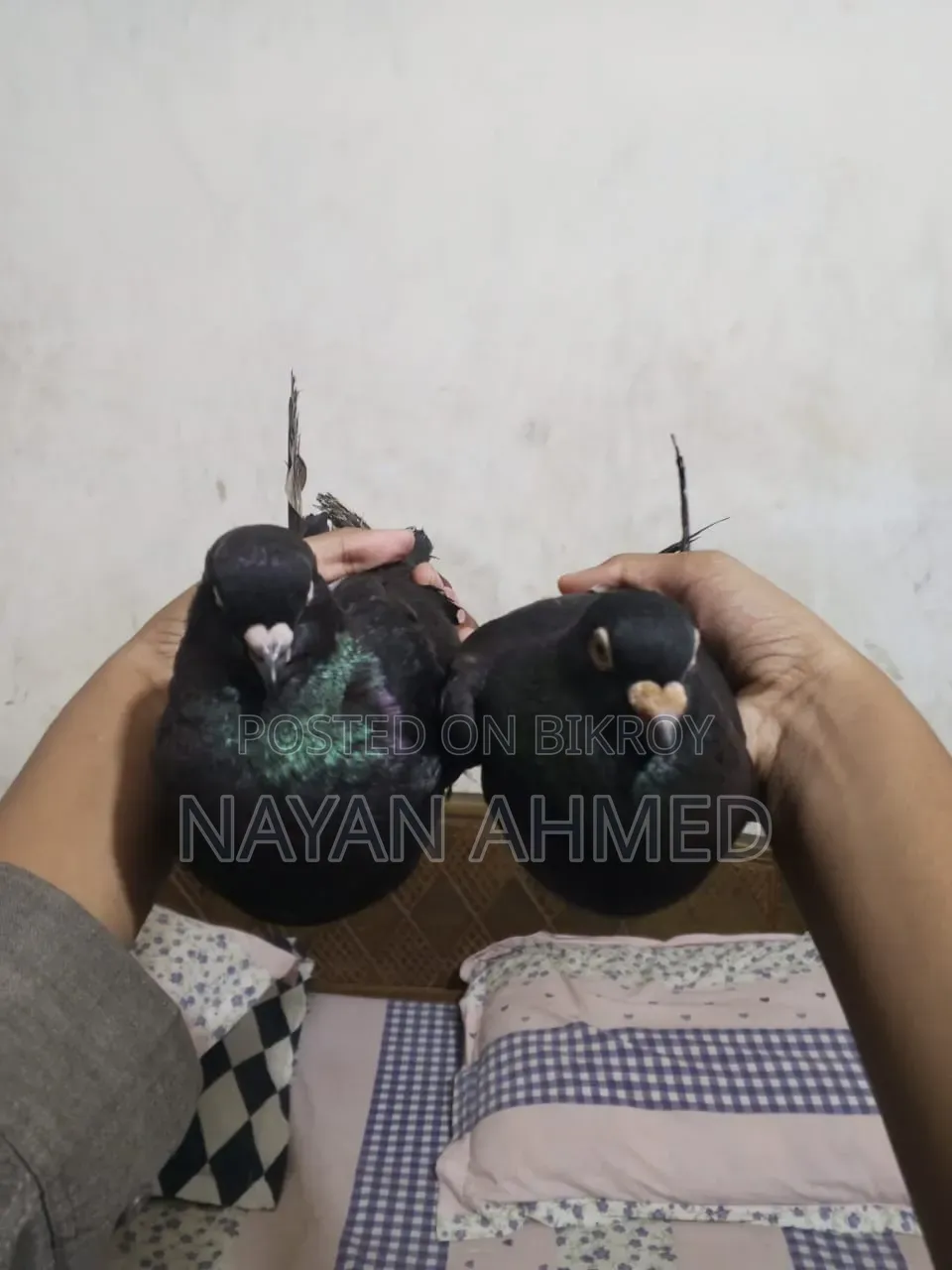 One pair Black Homer