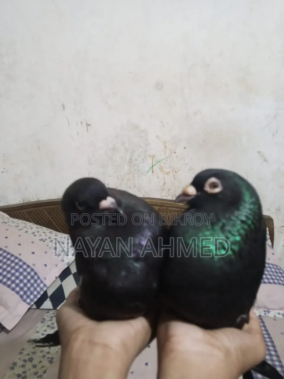 One pair Black Homer