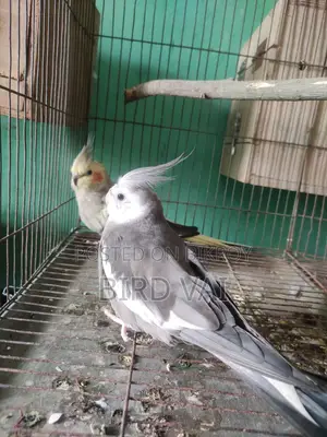 রানিং ককাটেল
