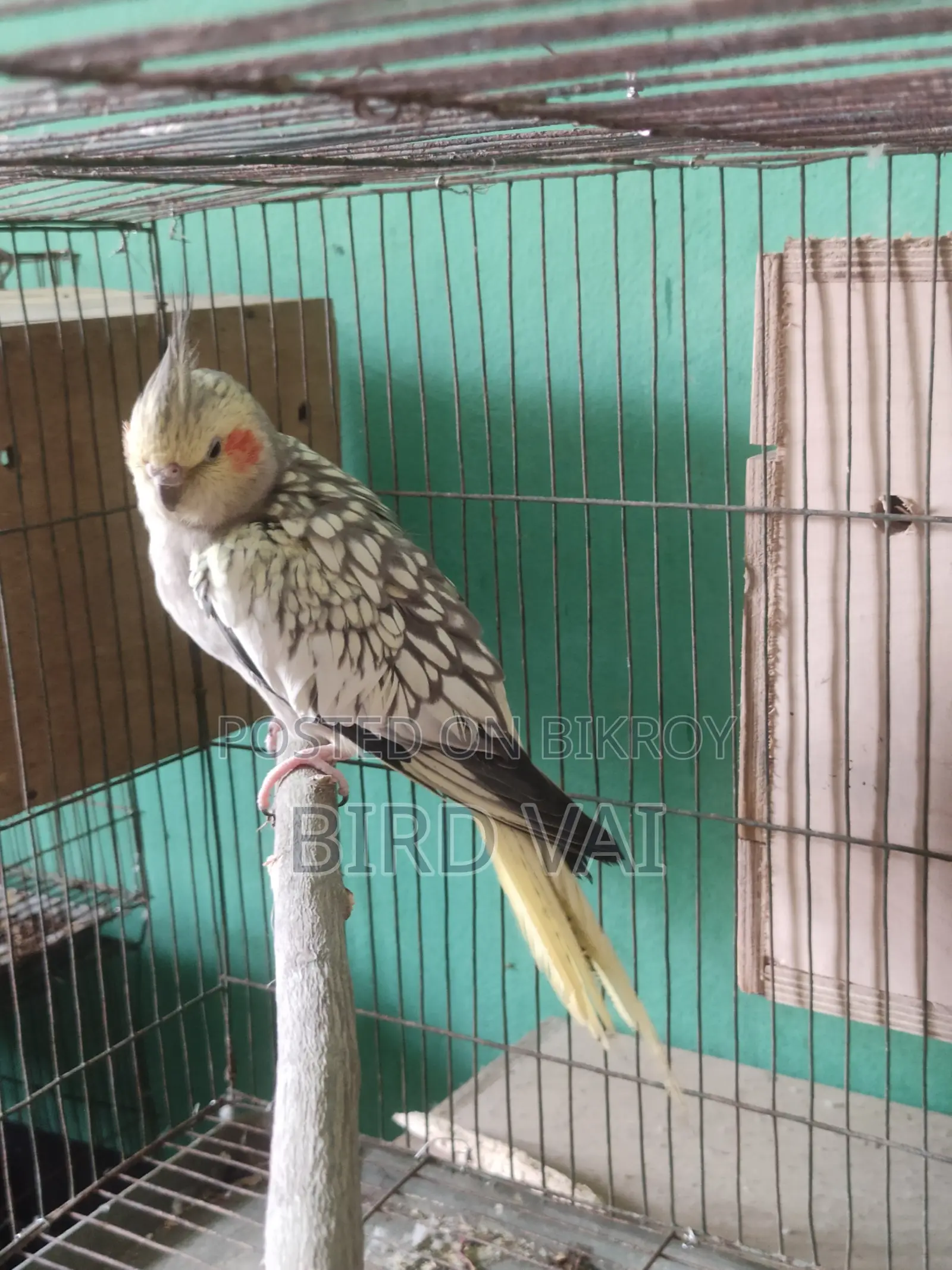 রানিং ককাটেল