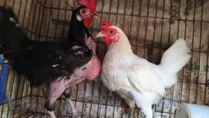 Native Hens