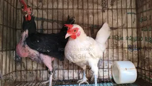 দেশি মুরগি