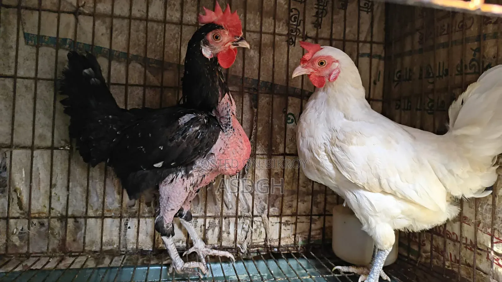 দেশি মুরগি