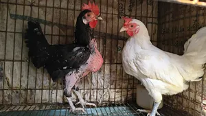 দেশি মুরগি