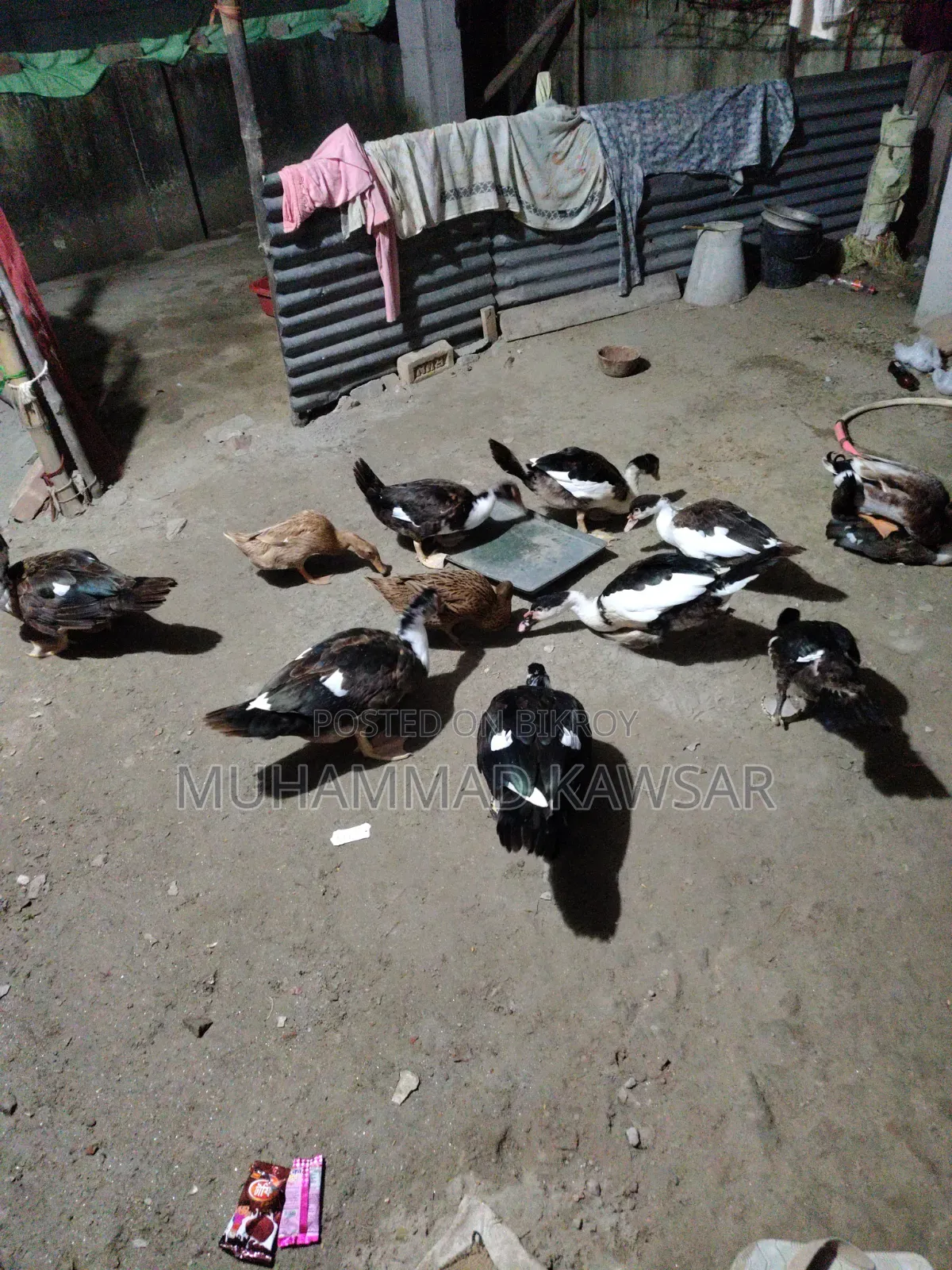 চিনা হাঁস বিক্রি হবে