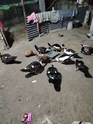 চিনা হাঁস বিক্রি হবে