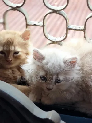 1-3 months Female Purebred Persian
