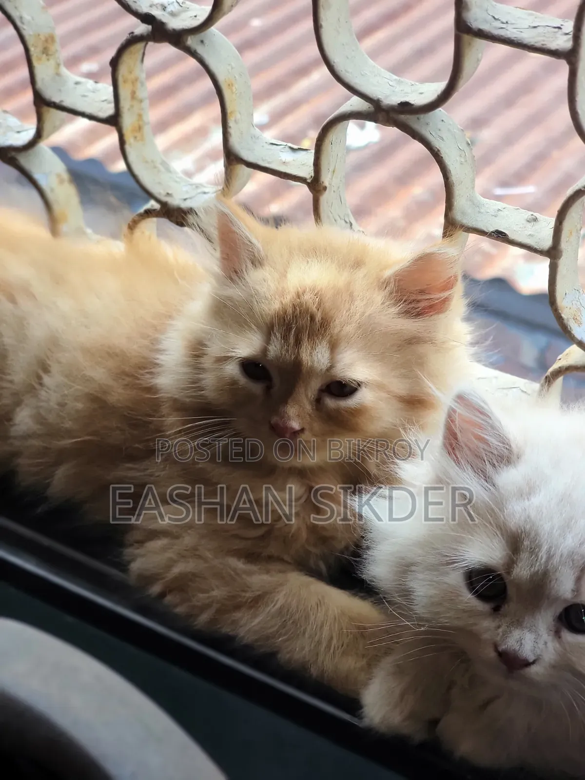 1-3 months Female Purebred Persian